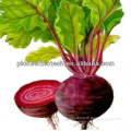 Top quality Beet Root Extract, free sample for initial trial